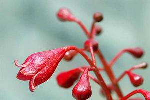 洛阳黑牡丹花(洛阳冬天哪里有牡丹花？)