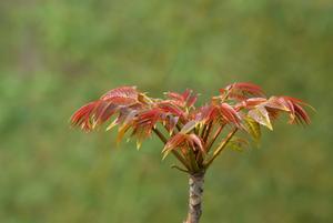 樱桃有虫子吗？(樱桃里面的虫子是什么虫子)