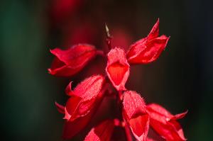 绍兴市花卉种类(绍兴市花？)