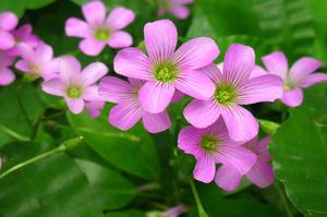 香水百合花的养殖方法(香水百合的种植时？)