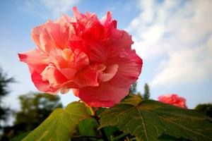 蜀葵花种子什么时候种(蜀葵花种子种植方法是什么？)