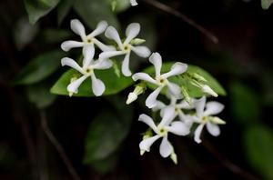 马尼拉草地优缺点(种植马尼拉草要注意什么？)