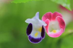 8公分黄花风铃木价格(黄花风铃繁殖方法？)