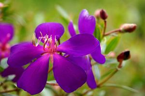 滴水观音开花时间(滴水莲开花后怎么处理？)