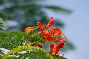 4朵玫瑰的花语是什么意思(四朵玫瑰花代表什么意思？)