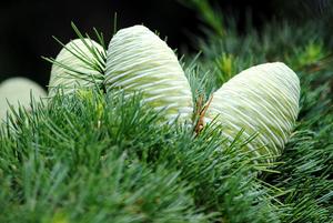 栀子花怎么养开花(栀子花盆栽怎么养会开花？)