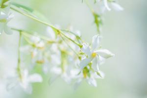 乌桕花期是几月份(乌桕几年开花？)