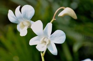 中国香菇产地在哪里(丝绸，辣椒，枸杞，茶叶，香菇的产地分别在那？)