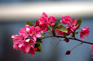 菊花开在什么季节(菊花什么时候开花季节(菊花开放、枯萎凋谢时间是几月))