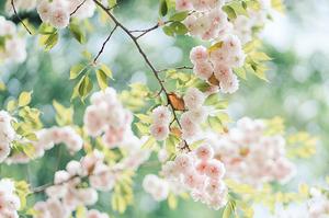 临沂花生种植(在山东临沂什么时候种花生好啊？)