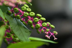 幌伞枫种子发芽(红枫树种植方法及繁殖技术)