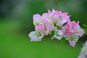 金枝玉叶是什么花(金枝玉叶同科的植物？)