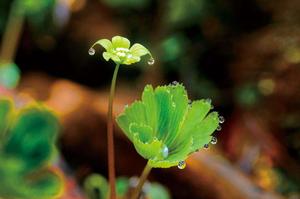 广州草莓什么季节成熟(10月份广州还有草莓摘吗)