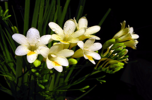 喜阴植物花卉(喜阴盆景植物有哪些品种？)