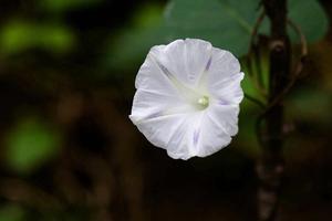 七彩花是什么花(七彩花硬币是做什么的？)