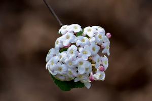 木芙蓉叶用量(芙蓉花有什么功效？)