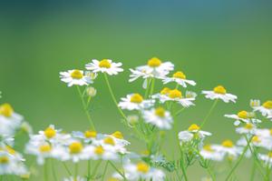 当地常见的室内花卉(室内花有哪些)