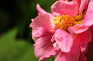 鸡蛋花树怎样种植(盆栽文旦树怎样养？)