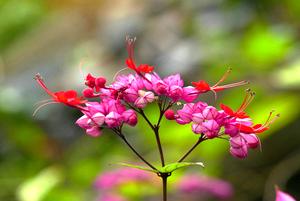 合欢花什么时候采摘(合欢花怎么晒干)