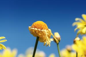 香菇产地是哪里(香菇产地在哪里,香菇生长环境要求有哪些)