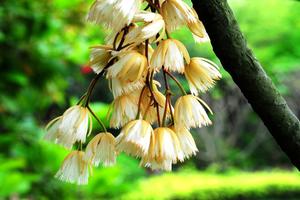 冰凌花长什么样子(冰凌花的花语)