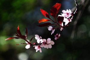 风信子的种植季节和栽培方法(风信子种植方法？)