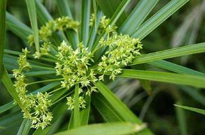 茉莉花的养殖方法和注意事项有哪些(菊花茉莉养殖方法和注意事项？)