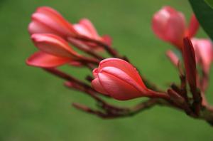 野玫瑰的花语是什么(野玫瑰日本花语？)