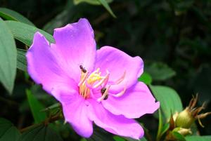 送给母亲的花是什么花好(从泰戈尔《金色花》的短文中看到一个什么的妈妈？)