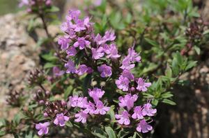 室内花卉绿植租摆(花卉绿植如何租摆如何计算价格)