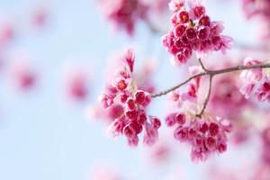 彼岸花种植环境与方法(彼岸花种子种植方法)