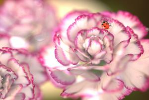 购花盆买花盆(花盆在哪买便宜又好)