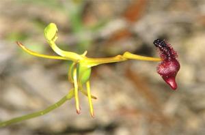 栀子花怎么防止掉花蕾(栀子花太多花苞可以剪掉吗？)