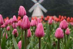 永生花独角兽价格(高端永生花什么牌子好？高端永生花十大品牌排行榜)