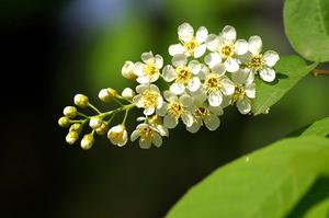 花叶芦竹怎么套定额(花叶芦竹怎么繁殖)