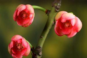 青苹果竹芋的养殖方法(苹果竹芋的养殖方法？)