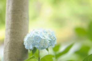 金山绣线菊种植密度(金山绣线菊一平方米栽多少棵)